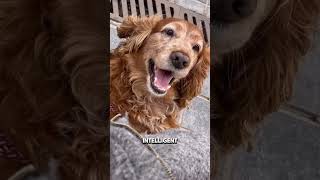 Cocker Spaniel Dog dog cockerdog animals puppy dogbreed [upl. by Yovonnda]