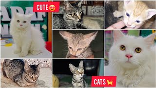 Different types of cats 🐈 😻 😱 cats cute catspersian Cat springblossomchannel cats cat animal [upl. by Akehsay]