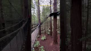 New Zealand Redwoods Treewalk in North Island newzealand travel walking [upl. by Oruhtra]