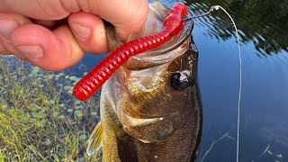 Arnprior Ontario Fishing Highlights June 2023 [upl. by Fradin643]