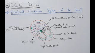 ECG Basics  Electrical Conduction System of the Heart SA amp AV Node Bundle of His Purkinje Fibers [upl. by Roe]