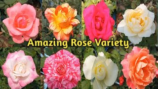 Rose Varieties With Names  Rose Varieties In India  Rose Types In India  Rose [upl. by Eldwun]