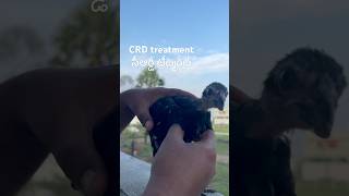 CRD treatment chicken crd farming cold treatment disease crdtreatment shorts youtubeshorts￼ [upl. by Elimaj495]