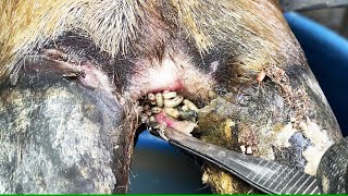 CutTrim and Cleaning  Medical help infected cow hoof [upl. by Roshan]