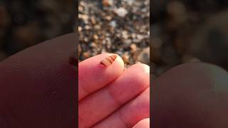 Tiny but Beautiful Finding a Perfect Little Seashell on the Beach 🐚🎉 [upl. by Devan643]