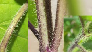 Trichome  Plant hair  Unique Functions [upl. by Dore]