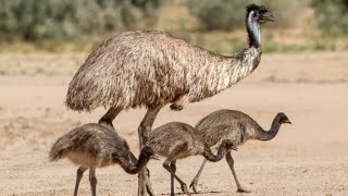 Australias Emu War Was Absolutely Messed Up [upl. by Urbano]