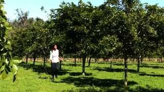 Pongamia Pinnata  An Introduction Pongamia Open Day 22nd May [upl. by Svetlana]