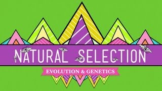 Natural Selection  Crash Course Biology 14 [upl. by Ahsiugal216]