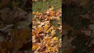 🍁Autumn Wind ASMR [upl. by Kuhlman808]