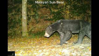 30 Day Camera Trap in Forest Station P25 cameratrap wildlife wildlifecamera [upl. by Hayidan]