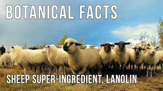 Botanical Facts  Lanolin Super Skincare from Sheep [upl. by Ecirtnahs]