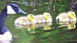 Canada Geese HONKING LOUD Flock Guards New Goslings [upl. by Haiacim]