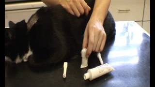 How to clean a cats teethmp4 [upl. by Giark704]