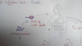 FASCIOLA HEPATICA  LIVER FLUKE  STRUCTURE  LIFE CYCLE  SYMPTOMS  TREATMENT  BY PHANINDRA [upl. by Gallenz548]