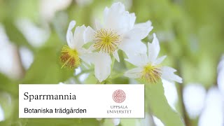 Sparrmannia botaniska trädgården i Uppsala [upl. by Nassah782]