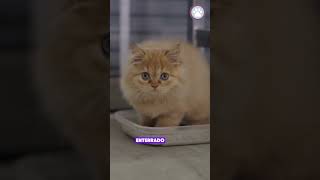 POR Qué tu Gato ESCARBA la Arena😱 shortsfeed shorts [upl. by Sabrina]