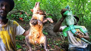 HUNTING IGUANAS AND MANICOU WITH REAL AGGRESSIVE DOGS caribbean iguana [upl. by Sascha]