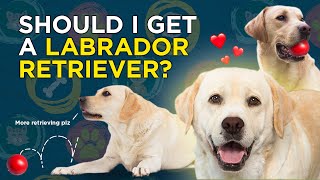 Should I get a Labrador Retriever VetVid Dog Breed Video [upl. by Karoly553]