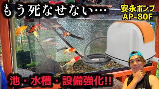 【池作りpart25】猛暑を乗り越えられなかった生き物達に捧ぐ…手作り10000円池・水槽の設備を強化してみた！！ [upl. by Modnarb]