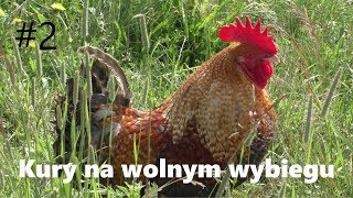 Kury na wolnym wybiegu 2 [upl. by Urban808]