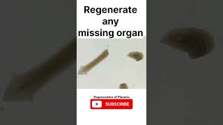 Regeneration in Planaria science biology sjw youtubeshorts shorts planaria [upl. by Winterbottom240]