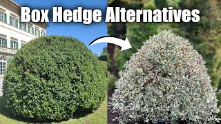 Alternative Shrubs to Box Hedge If You Struggle with Box Blight amp Box Tree Moths [upl. by Heady]