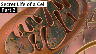 The Secret Life of a Cell Part 2  Organelles contd [upl. by Naihtsirc118]