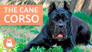 All About the CANE CORSO  Traits and Training [upl. by Jacquenetta]