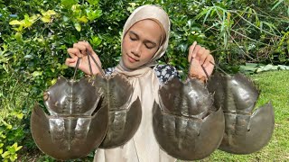 BELANGKAS MASAK LEMAK CILI PADI  Horseshoe Crab Cooked in Spicy Coconut Sauce [upl. by Fellows]