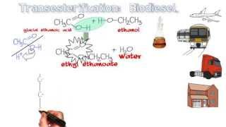 Esters 9 Biodiesel Production of a FAME by Transesterification [upl. by Egnalos]