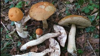 Leccinum albostipitatum  El boletus del Álamo temblón  Aspen Bolete [upl. by Krucik]