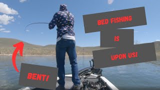 Catching A CLUTCH LIMIT Of Smallmouth Bass For An Online Tournament [upl. by Audun829]