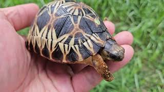 High yellow Baby Radiated Tortoise Astrochelys radiata Critically Endangered Species [upl. by Esiuqram]