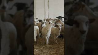 Herd of Sheep Sound in Sheepfold [upl. by Selmner]