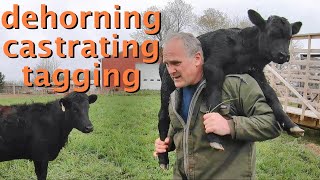 how to DEHORN CASTRATE amp TAG Dexter calves [upl. by Devon]