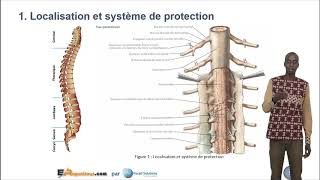 Oraganisation de la moële épinière  Cours SVT Terminales S  Erepetiteursn [upl. by Llertrac663]