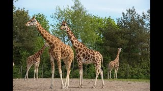 Splendid Giraffes in Mysore Zoo Mysore Tourism Karnataka Tourism [upl. by Yrak366]