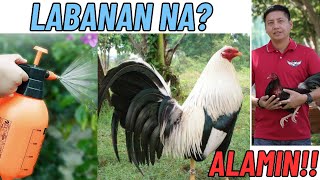 Pointing Tips  Kailan Dapat Basain Ang Manok Mo Sa Araw Ng Laban [upl. by Bobbye399]