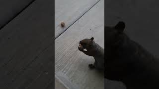 Brown Noser is the first Trick or Treater squirrel squirrelvideo squirrelbuddies trickortreat [upl. by Zetrauq778]