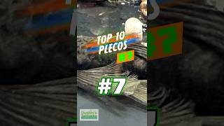 TOP 10 PLECOS 7 [upl. by Jorgan]