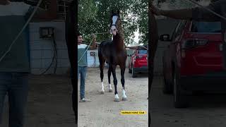 Stallion Bharat Dhawaj 🐴 Sire by Stallion Great Gambler shorts viral trending ytshorts [upl. by Aikim]