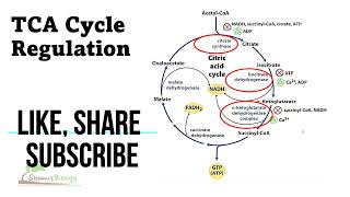 Citric acid cycle regulation  tca cycle regulation steps [upl. by Ahsenid]