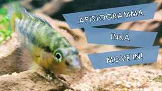 Apistogramma Baenschi Inka 50 for the Dragon Stone Aquarium [upl. by Schofield]