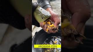 AROWANA FISH🐠 shortvideo shots [upl. by Aidyl]