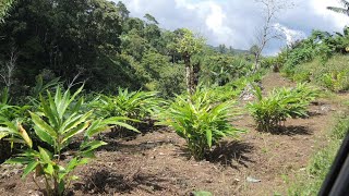 Elaichi इलायची Farming Cardamomभारत में इसकी खेती कर्नाटक केरल और तमिलनाडू में की जाती है।NEW [upl. by Ahsiyt]