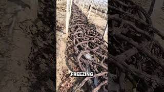 Why Grape Growers Bury Their Vines in Winter shorts [upl. by Colleen]