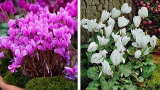 How to Plant Cyclamen AutumnWinter Guide [upl. by Eel]