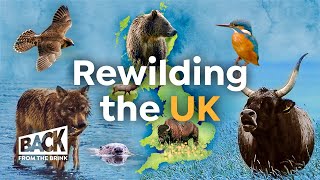 How to Bring Wilderness Back to Britain  Rewilding UK  Back from the Brink [upl. by Jorie975]