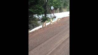 Two lynx have a conversation near Sawbill Lake © William F Hansen [upl. by Eibob]